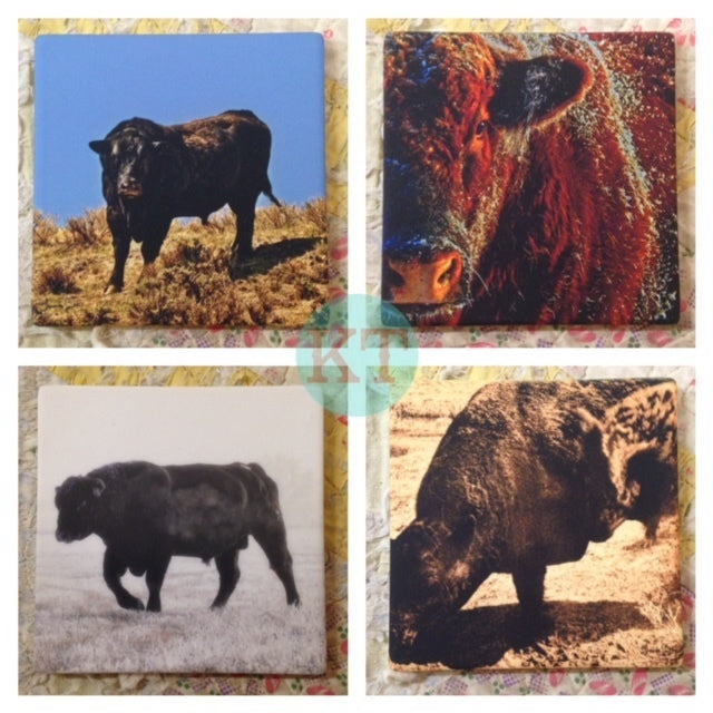 Bovine Coasters 2