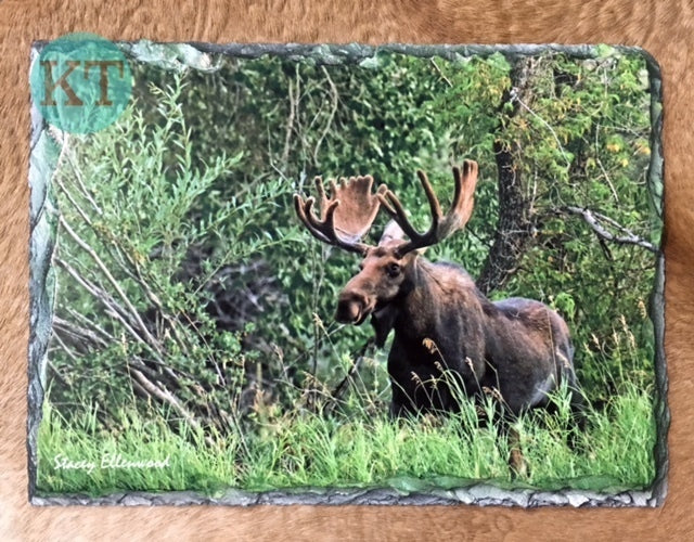 Moose Small Slate