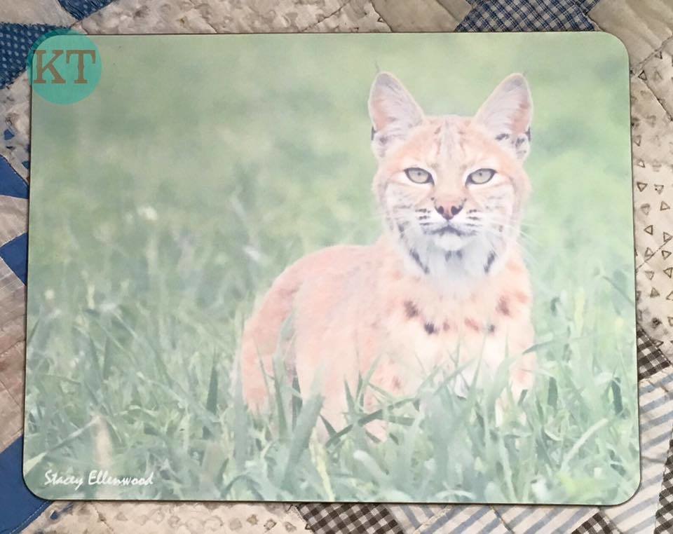 Bobcat 8"x10.3" Dry Erase Board