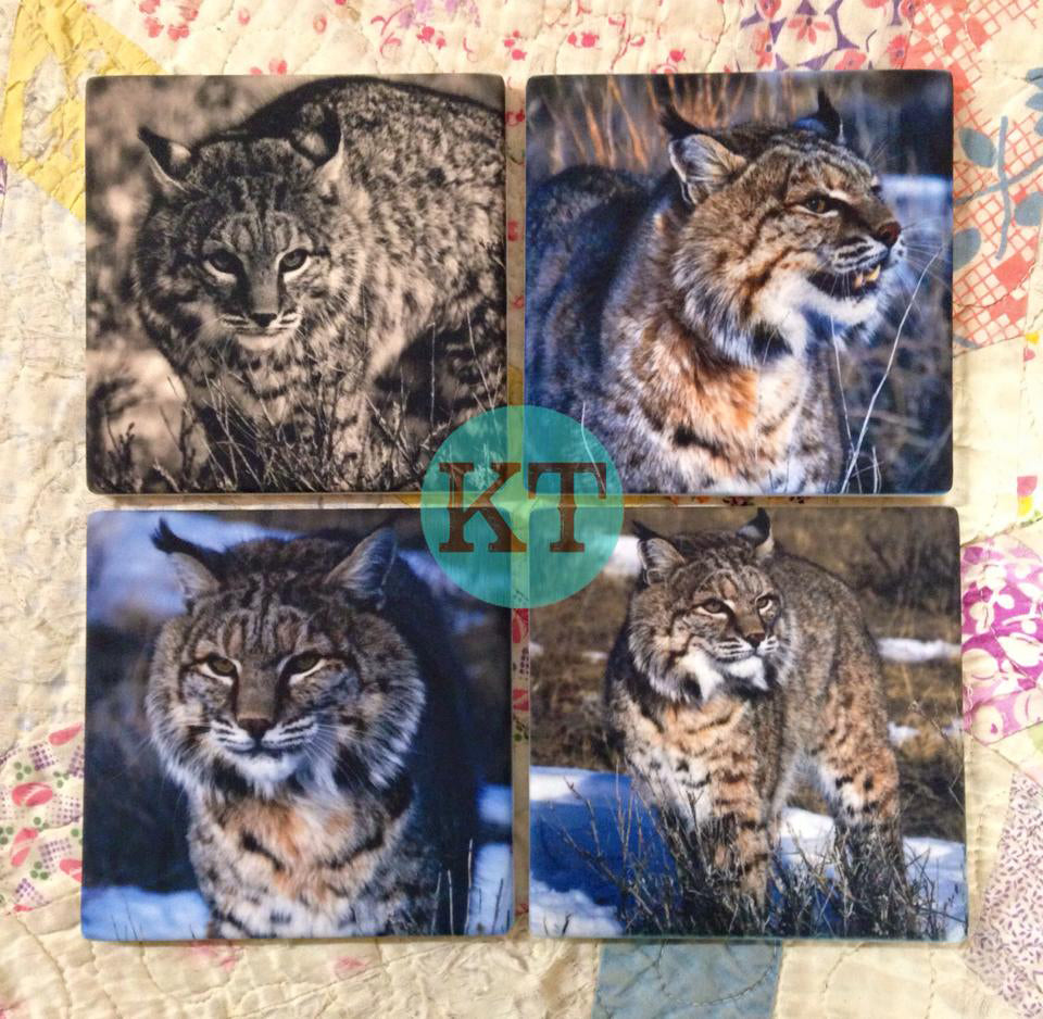 Bobcat Coasters - Set Of Four