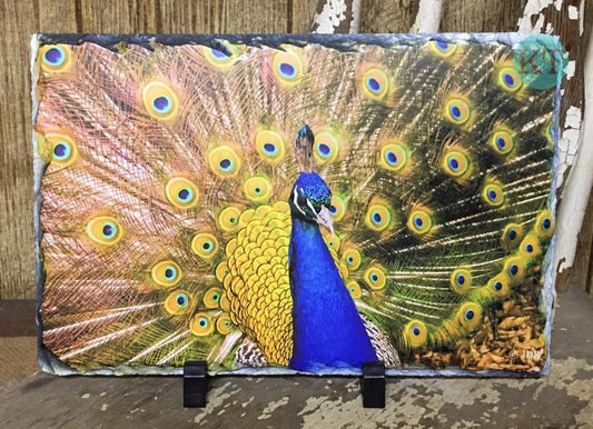 Peacock Large Slate